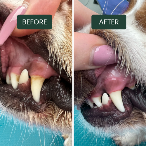 BrightBite™ Dental Dust