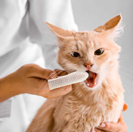CleanBite Wipes™